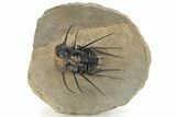 Bizarre Dicranurus Trilobite - Spectacular Preparation #227803-5